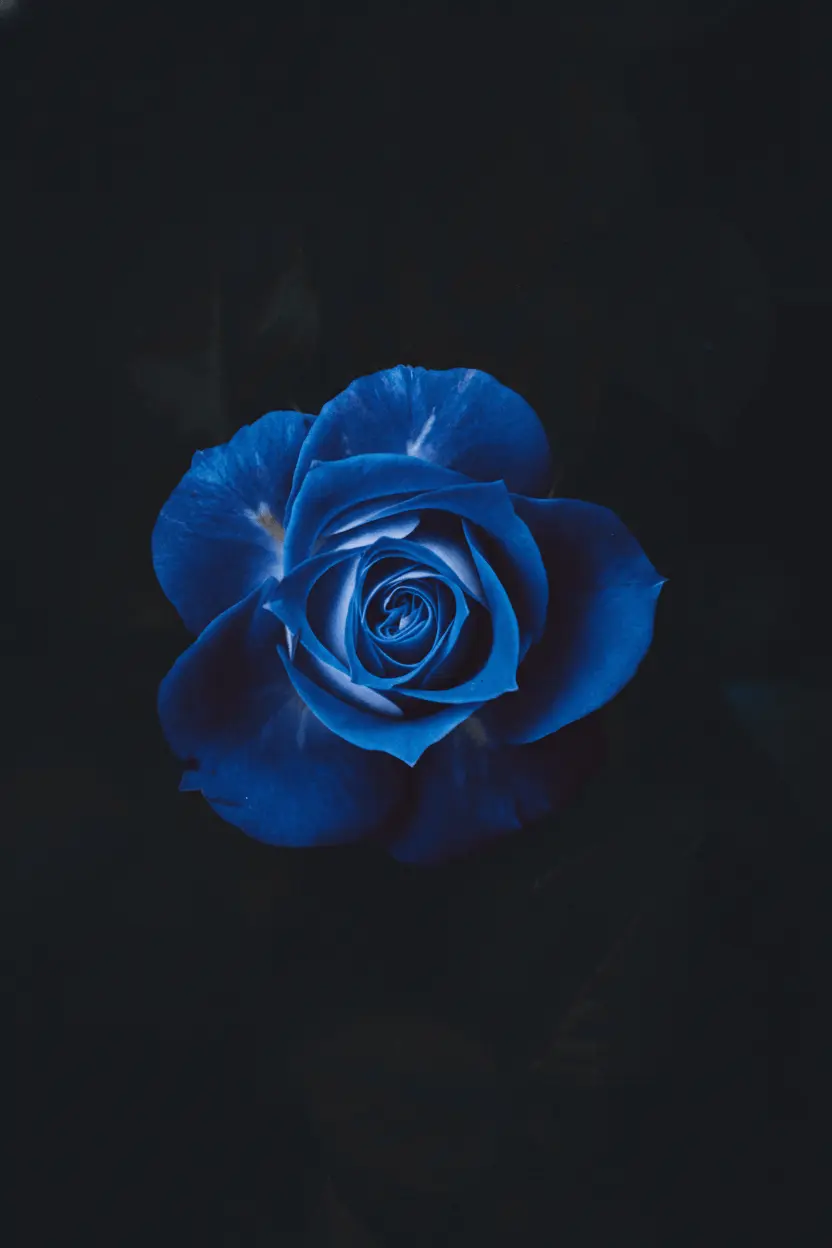 風景アニメーション - After