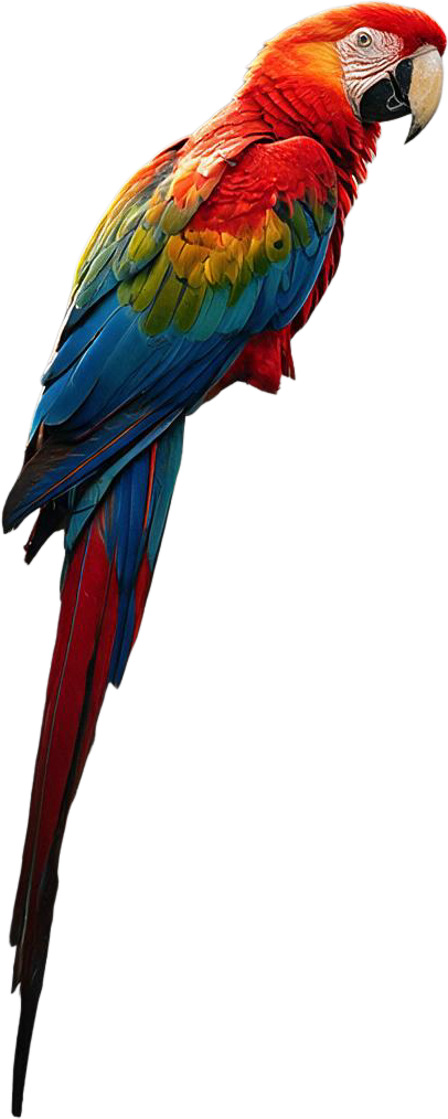 Colorful Scarlet Macaw Parrot